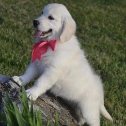 Golden Retrievers from Pawsatively PuRRfect Petz,LLC