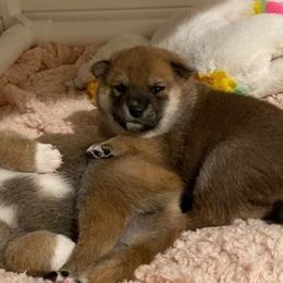 Shiba Inu from Garcia Shiba Inus