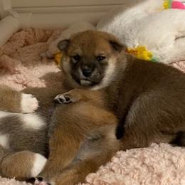 Shiba Inu from Garcia Shiba Inus
