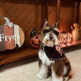 Maple - Miniature Schnauzer