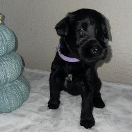 Giant Schnauzer Puppies from JAMG Schnauzers