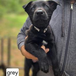 Grey Collar Male - Gold brindle male Dutch Shepherd puppy in Dallas, Georgia from Bluestone Creek Dutch Shepherds