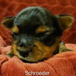Schroeder - Black and gold male Yorkshire Terrier puppy in Vancouver, Washington from Yorkastle Kennels