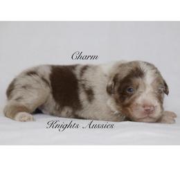 Charm - Red merle male Australian Shepherd puppy in Ceres, California from Knight's Aussies