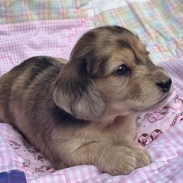 Calypso - Dapple female Dachshund puppy in Sumrall, Mississippi from Huckleberry Tails