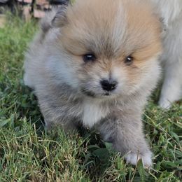 Brownie - Wolf sable male Pomeranian puppy in Decatur, Alabama from Ruby's Pomeranians