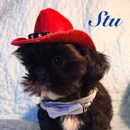 Stu - Black male Shih Tzu puppy in Hemet, California from Aloha Shih Tzu