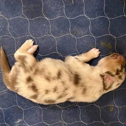 What's Your Name (Little Girl) - Red merle female Australian Shepherd puppy in Alamogordo, New Mexico from Two Nichols Aussies