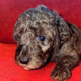 Girl 1 - Merle female Goldendoodle puppy in Holly, Colorado from Vida’s Loving Doodles