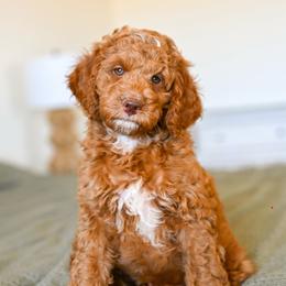 Theodore - Red  male Goldendoodle puppy in Tucson, Arizona from Sun Valley Goldendoodles