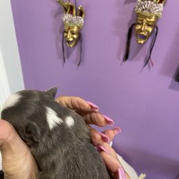 Chihuahua Puppies from King Chihuahuas