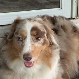 Luna - Australian Shepherd