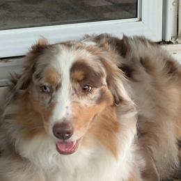 Luna - Australian Shepherd