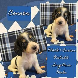 CONNER 3000 - Black and cream male Dachshund puppy in Gatesville, Texas from CJ's Dach Dynasty