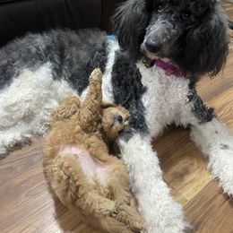 Maltipoo Puppies from Third Coast Maltipoos