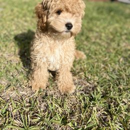 Cockapoo All Grown Up from Lakeside Cockapoos