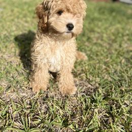 Cockapoo All Grown Up from Lakeside Cockapoos
