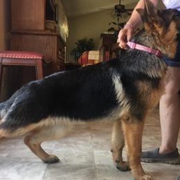 German Shepherds and Pembroke Welsh Corgis from Snowpine Ranch