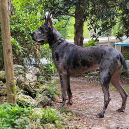 Lady - Great Dane