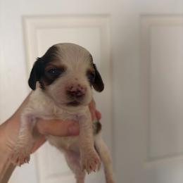 Freya - Piebald female Dachshund puppy in Conroe, Texas from R&M Dachshunds