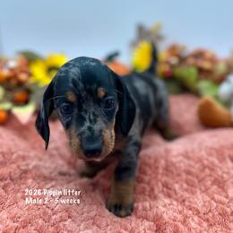 Male 2 - Dapple male Dachshund puppy in Huggins, Missouri from RJ's Miniature Dachshunds