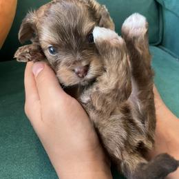 Handsome - Chocolate male Havanese puppy in Arizona from HavaDoggie