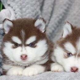Pomsky Puppies from SZ Rolling Acres LLC