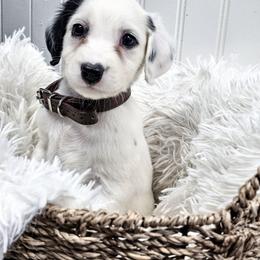 Brown - White and black male Dalmatian puppy in Gray, Georgia from Fuller Spots