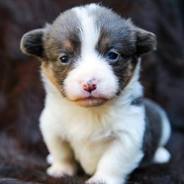 Seven - Blue female Pembroke Welsh Corgi puppy in Star City, Arkansas from Say When Corgi Co.