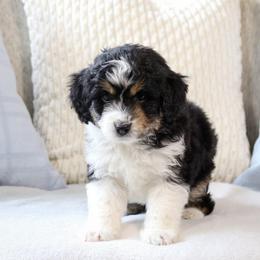 Flynn - Black tri-color male Aussiedoodle puppy in Salem, Utah from Go West Mini Aussies