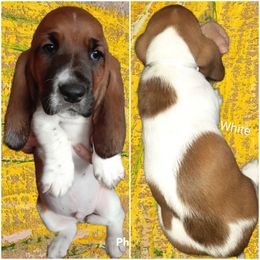 Basset Hound Puppies from Dream Hounds of Michigan