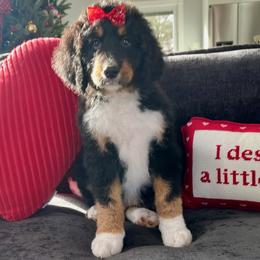 Honey - Tri-color female Bernedoodle puppy in Harpers Ferry, West Virginia from Oso Perfect Poodles and Doodles