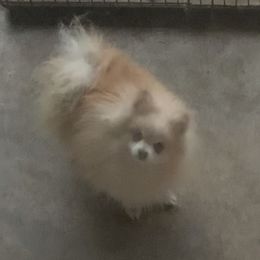 Niles - Pomeranian