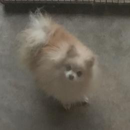 Niles - Pomeranian