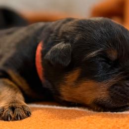 Red - Black and mahogany male Rottweiler puppy in Kissimmee, Florida from Macht Haus Rottweilers