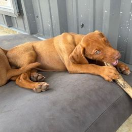 Vizsla Puppies from Wint Smith Vizslas
