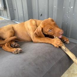 Vizsla Puppies from Wint Smith Vizslas
