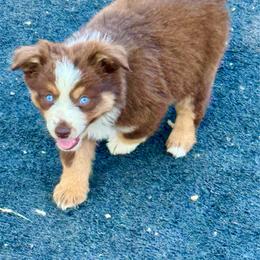 Red tri female - Red tri female Miniature Australian Shepherd puppy in Lemon Cove, California from Magic Ranch Mini Aussies