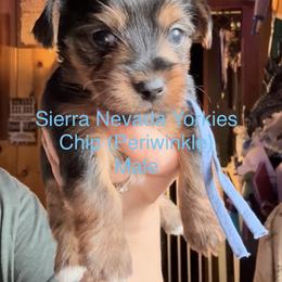Chip (Periwinkle) - Black and tan male Yorkshire Terrier puppy in South Lake Tahoe, California from Sierra Nevada Yorkies
