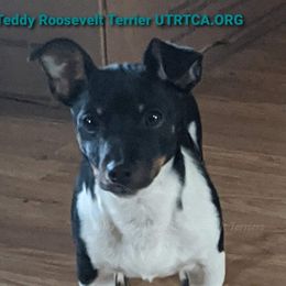Rugby  - Teddy Roosevelt Terrier