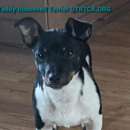 Rugby  - Teddy Roosevelt Terrier