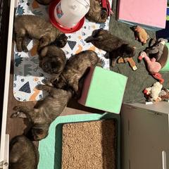 Leonberger Puppies from Forgold Kennels
