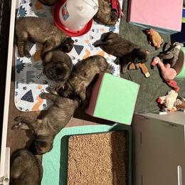 Leonberger Puppies from Forgold Kennels