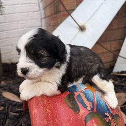 Patch - Black male Miniature Schnauzer puppy in Silver Creek, Mississippi from Mamie’s Minis, LLC