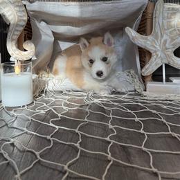 Rio - Red and white male Siberian Husky puppy in Lodi, California from Wolves with Amor