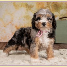 Shasta - Merle female Cockapoo puppy in Connersville, Indiana from Deaz Doodle Ranch