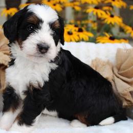 Lucky - Tri-color male Bernedoodle puppy in Perrysville, Ohio from Pleasant Valley Bernedoodles