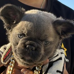 Milo - Blue fawn male French Bulldog puppy in Fort Oglethorpe, Georgia from Jhuntfrenchies