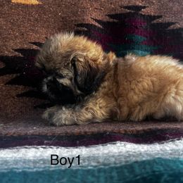 Boy 1 - Sable male Shih Tzu puppy in Carthage, Missouri from Vonny Shit Tzu