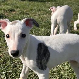 York - White male Whippet puppy in Kentucky from Wildbriar Whippets